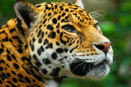 jag